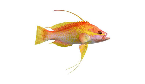 19-INCH LONGTAIL BASS