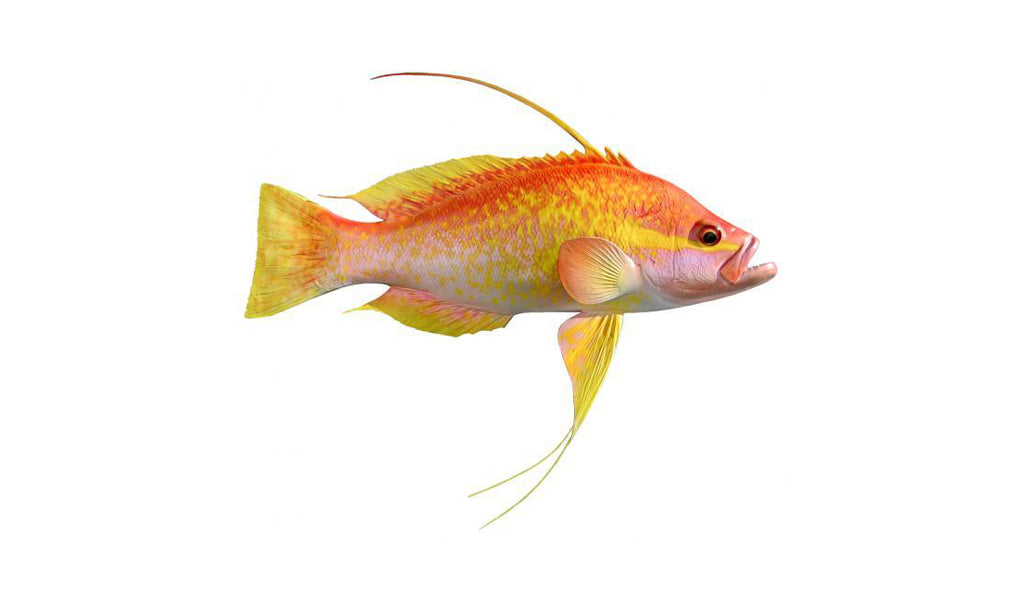 19-Inch Longtail Bass Fish Mount | King Sailfish Mounts