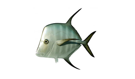 12-INCH LOOKDOWN