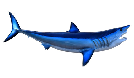 50-INCH MAKO SHARK
