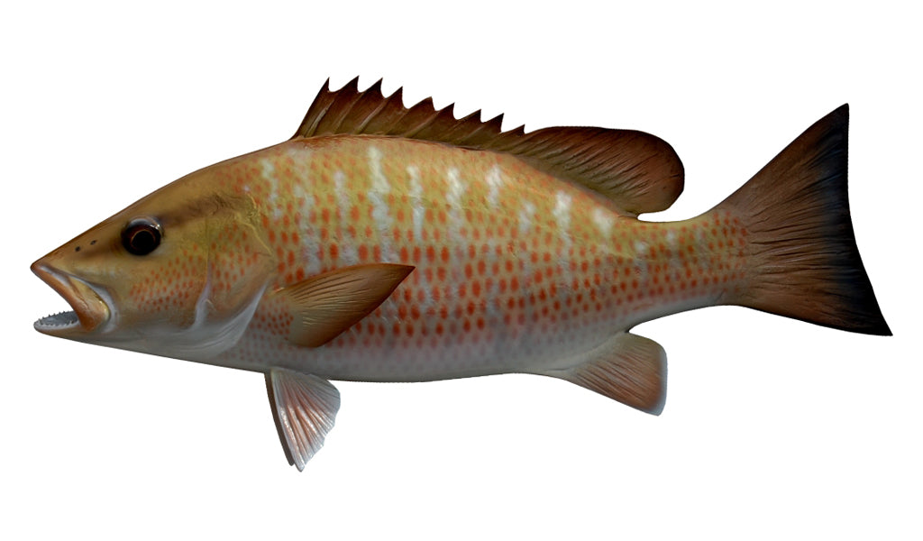 18-Inch Mangrove Snapper Fish Mount | King Sailfish Mounts