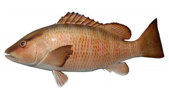 Mangrove Snapper Fish Mounts | King Sailfish Mounts