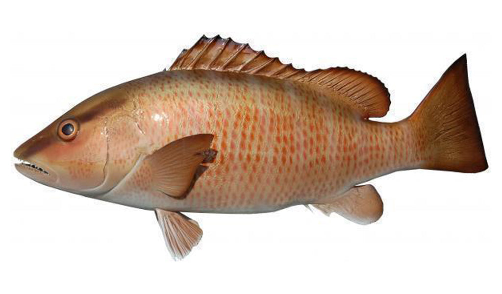 Mangrove Snapper Fishing Reports In Coastal Georgia: Mangrove Snapper