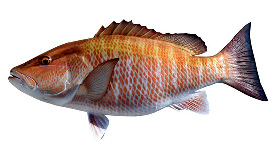 Mangrove Snapper Fish Mounts | King Sailfish Mounts