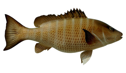 26-INCH MANGROVE SNAPPER