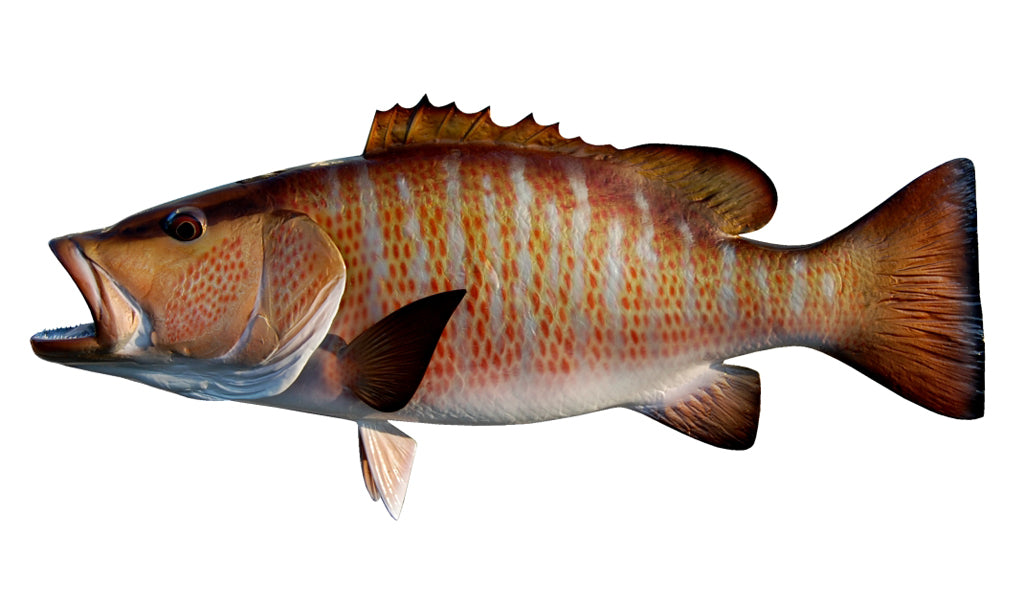 30-Inch Mangrove Snapper (L) Fish Mount