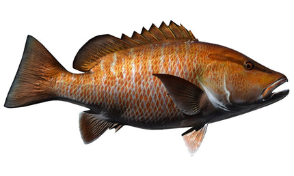 30-INCH MANGROVE SNAPPER (R)