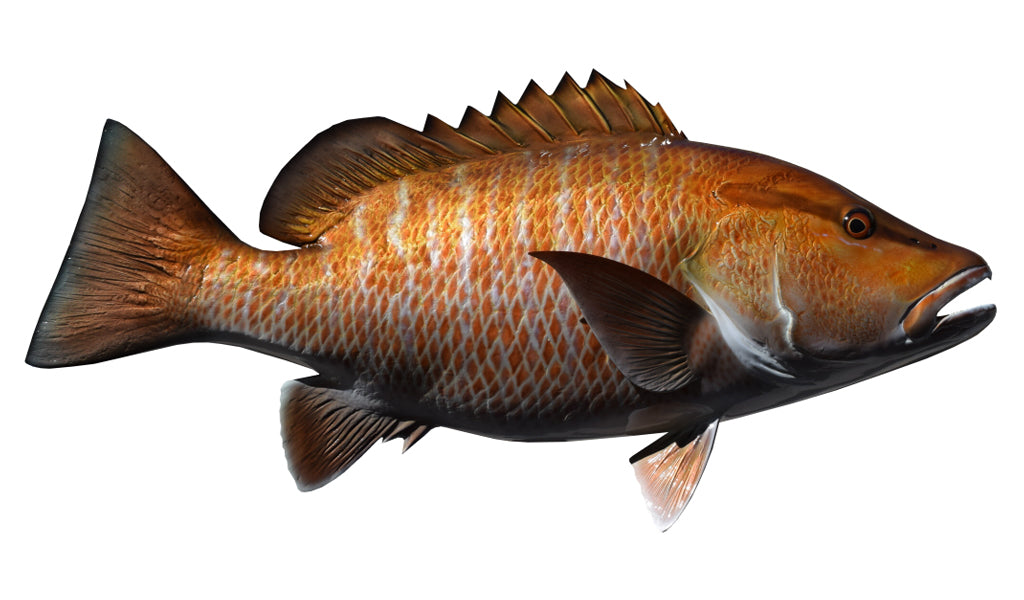 30-Inch Mangrove Snapper (R) Fish Mount | King Sailfish Mounts