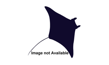 30-INCH MANTA RAY