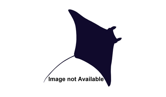 30-INCH MANTA RAY