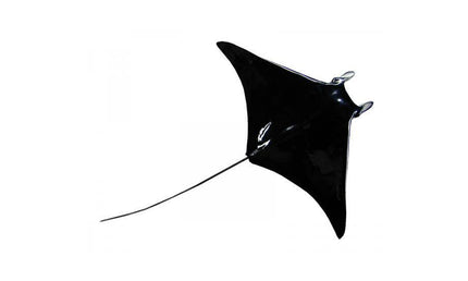 72-INCH MANTA RAY