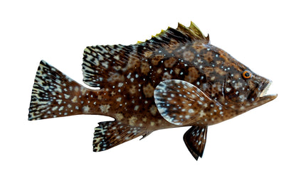18-INCH MARBLED GROUPER