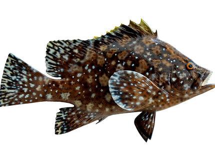 Collection image for: GROUPER, MARBLED