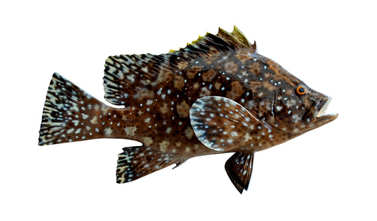 18-INCH MARBLED GROUPER