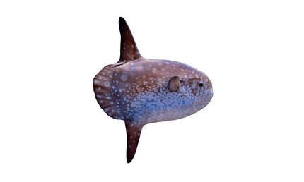 54-INCH MOLA MOLA (OCEAN SUNFISH)