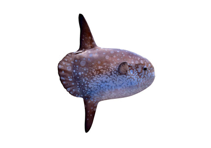 Collection image for: MOLA MOLA (OCEAN SUNFISH)