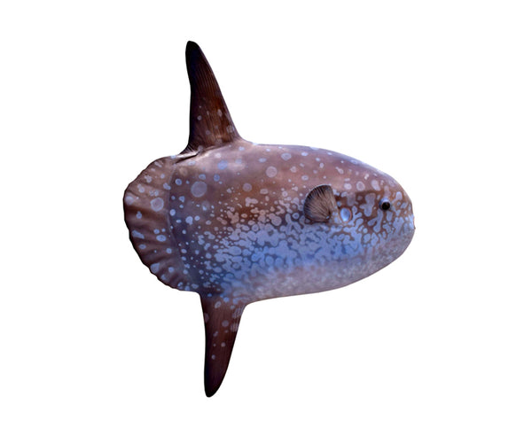 Ocean Fish Sunfish Mola