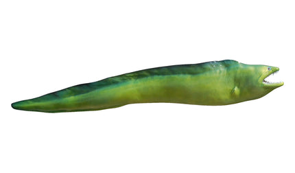 62-INCH MORAY EEL