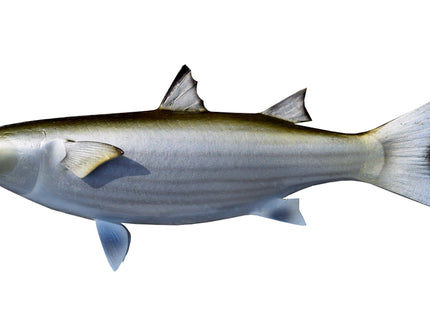 Collection image for: MULLET, BAITFISH