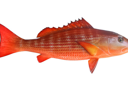 Collection image for: SNAPPER, MULLET