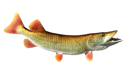 35-INCH MUSKIE