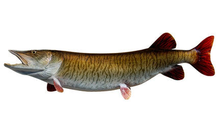 47-INCH MUSKIE