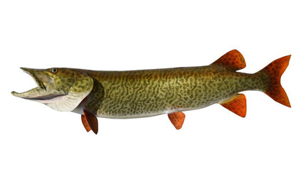 53-INCH MUSKIE