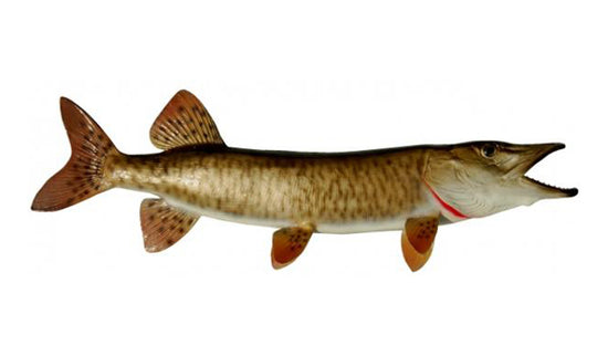 MUSKIE, MINIATURE