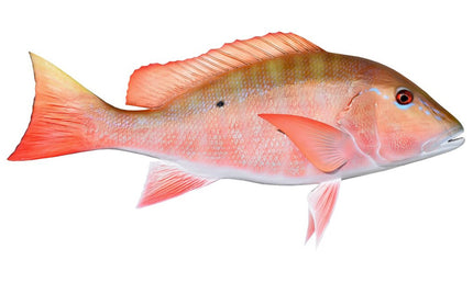 28-INCH MUTTON SNAPPER (R)