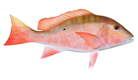 Mutton Snapper Fish Mounts | King Sailfish Mounts