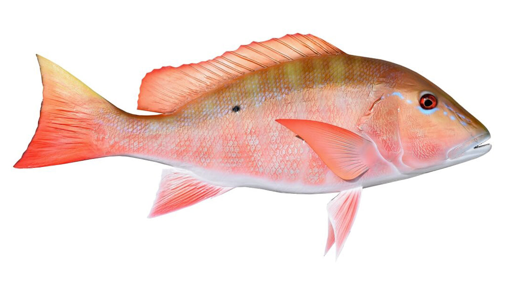 28-Inch Mutton Snapper (R) Fish Mount | King Sailfish Mounts