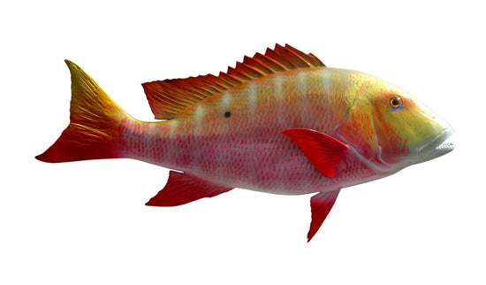 Mutton Snapper Fish Mounts | King Sailfish Mounts