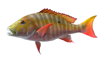 31-INCH MUTTON SNAPPER
