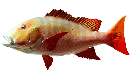 32-INCH MUTTON SNAPPER