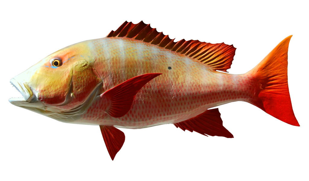 32-Inch Mutton Snapper Fish Mount | King Sailfish Mounts