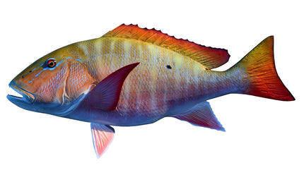 34-INCH MUTTON SNAPPER (L)