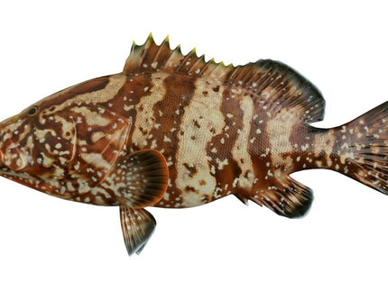 Collection image for: GROUPER, NASSAU