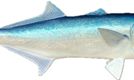 35-INCH BLUEFISH
