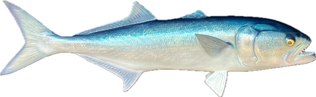 35-INCH BLUEFISH
