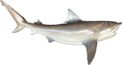 85-INCH BULL SHARK