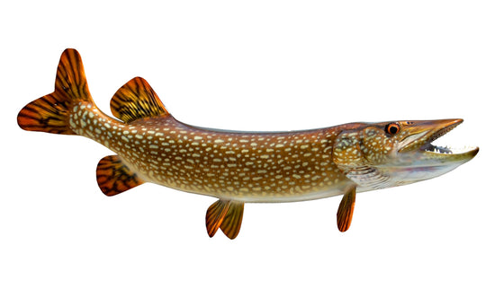 32-INCH NORTHERN PIKE