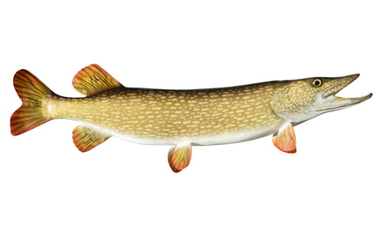 35-INCH NORTHERN PIKE