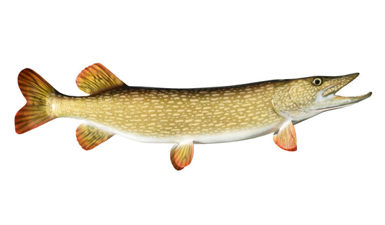 35-INCH NORTHERN PIKE