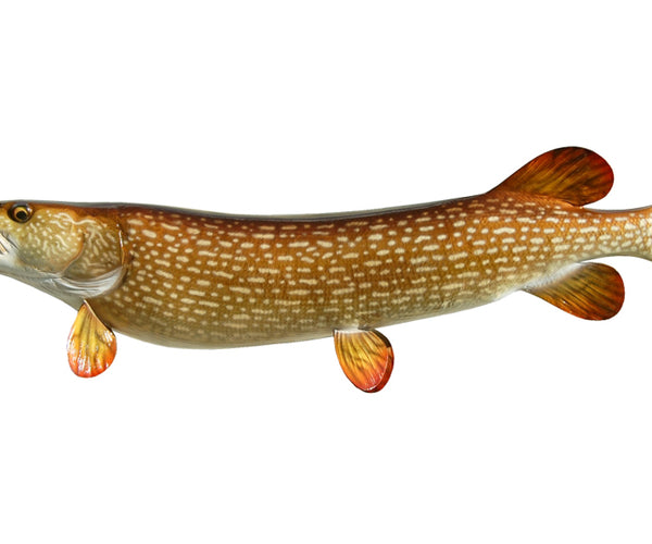 40-Inch Northern Pike Fish Mount King Sailfish Mounts