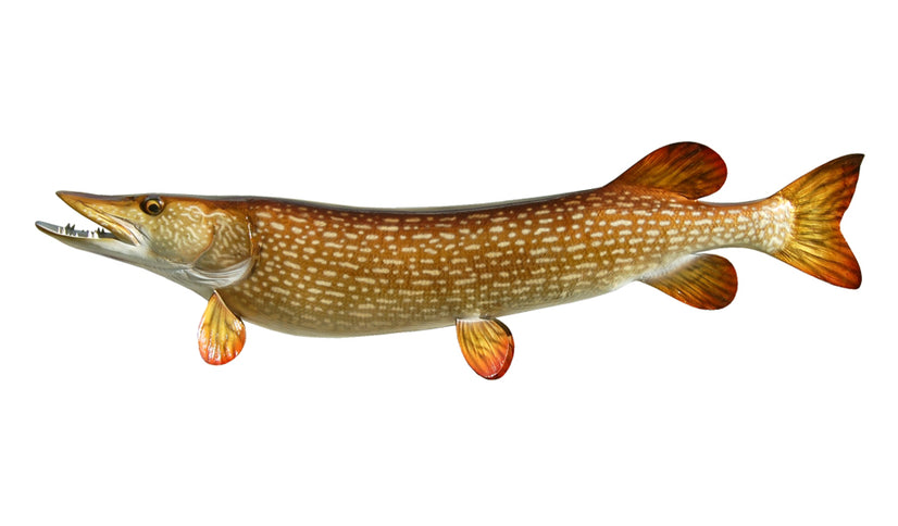 40-Inch Northern Pike Fish Mount King Sailfish Mounts