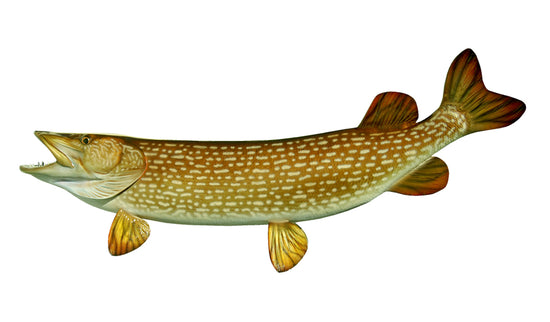 41-INCH NORTHERN PIKE