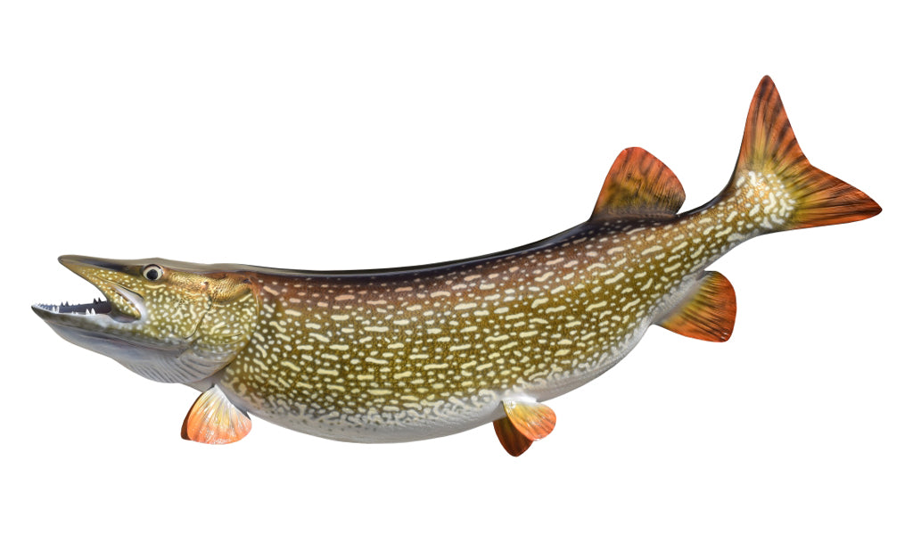 45-Inch Northern Pike Fish Mount