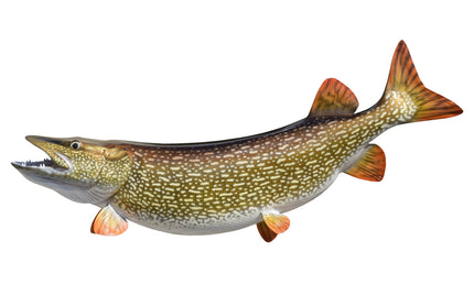 45-INCH NORTHERN PIKE