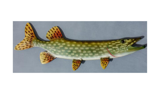 NORTHERN PIKE, MINIATURE