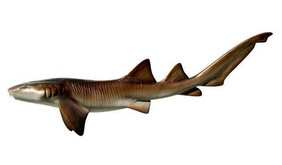 102-INCH NURSE SHARK